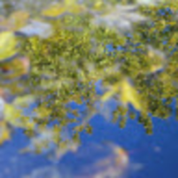 Meet your Posher, Amaya - Picture 1 of 1